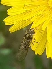 Episyrphus balteatus