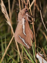 Abantiades latipennis
