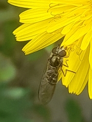 Episyrphus balteatus
