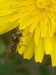 Episyrphus balteatus