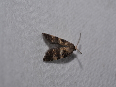 Tanaoctena pygmaeodes