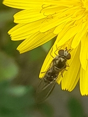 Episyrphus balteatus