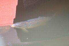 Cyprinus carpio carpio