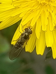 Episyrphus balteatus