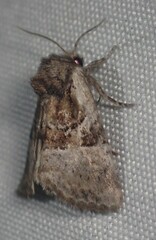 Meropleon ambifusca