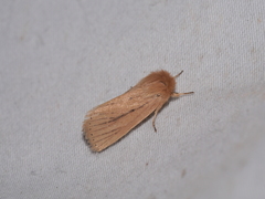 Bathytricha monticola