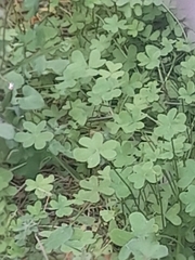 Oxalis pes-caprae