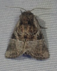 Meropleon ambifusca