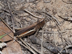 Amblytropidia