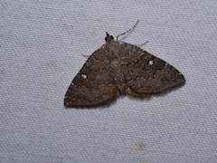 Chrysolarentia