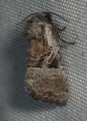 Meropleon ambifusca