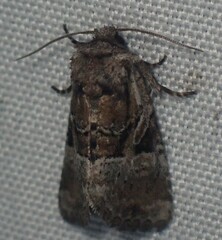 Meropleon ambifusca