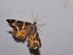 Chrysolarentia oxygona