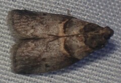 Acrobasis angusella