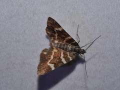 Chrysolarentia