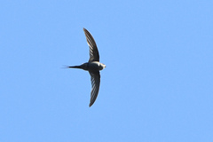 Cypsiurus parvus