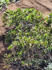 Sideroxylon mirmulans