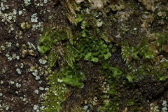 Scapania compacta