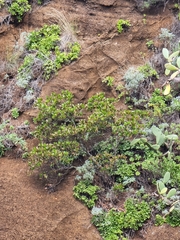 Sideroxylon mirmulans