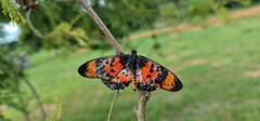 Acraea acara acara