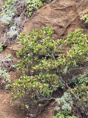 Sideroxylon mirmulans