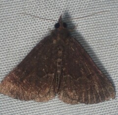 Hypena sordidula