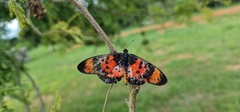 Acraea acara acara