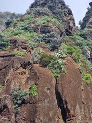 Sideroxylon mirmulans