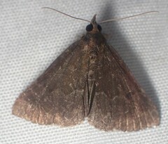 Hypena sordidula