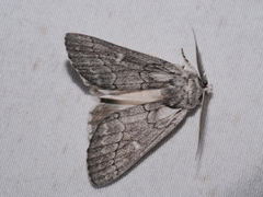 Cerura melanoglypta