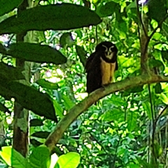 Pulsatrix perspicillata