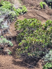 Sideroxylon mirmulans