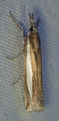 Crambus praefectellus