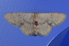 Idaea