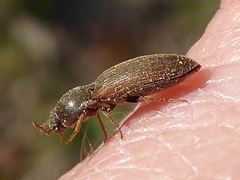 Agriotes sputator