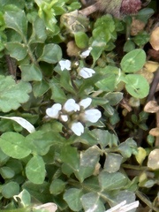 Cardamine hirsuta