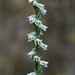 Southern Slender Ladies'-Tresses - Photo (c) Eric Hunt, some rights reserved (CC BY-SA)