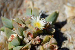 Delosperma algoense