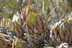 Haworthiopsis fasciata