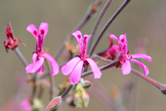 Pelargonium reniforme