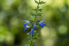 Salvia longispicata