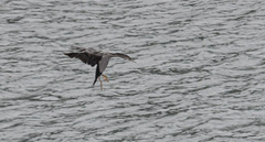 Phalacrocorax punctatus punctatus