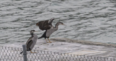 Phalacrocorax punctatus punctatus