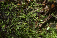 Lejeunea cavifolia