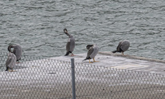 Phalacrocorax punctatus