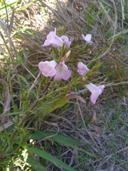 Agalinis communis