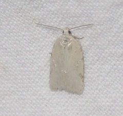 Acleris logiana