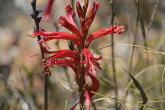 Tritoniopsis antholyza
