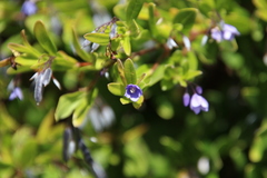 Billardiera heterophylla