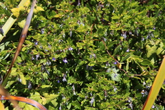 Billardiera heterophylla